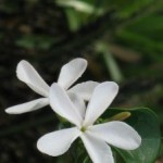 1153371_flower_12