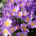 1157051_crocus3