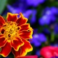 Why Natural Skincare Remedies Work Wonders? Author: Jerzy George Ah, winter – snow, sleds, skis, and dry skin! If you are tired of itchy skin, then it’s time to revisit...