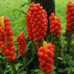 1158002_vegetations_in_valtellina_italy2