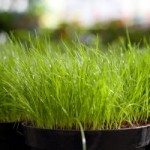 1158273_grass1