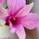 2-pink