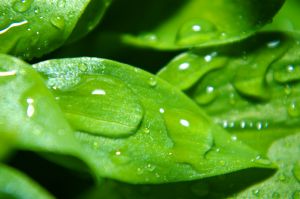 1140035_plant_leaf
