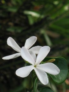 1153371_flower_12