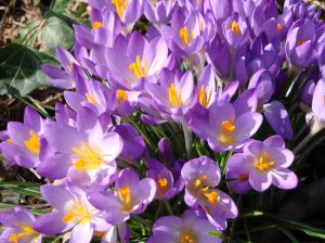 1157051_crocus3