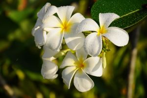 5white_frangipani_flowers